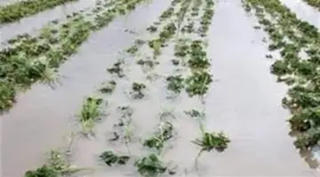 «الزراعة»: أمطار غزيرة بدءاً من الغد.. وعلى المزارعين إيقاف الرش والتسميد